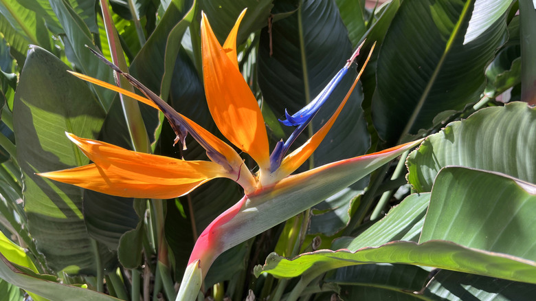 Steps To Overwinter Bird Of Paradise